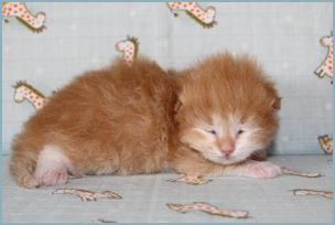 Male Siberian Kitten from Deedlebug Siberians